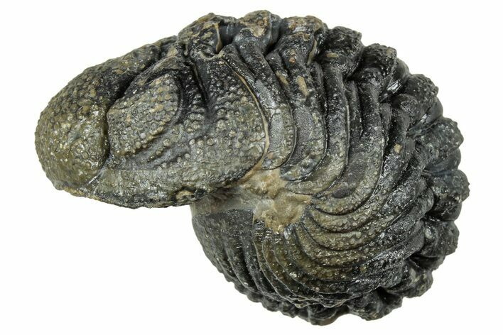 Long, Curled Morocops Trilobite - Morocco #323503